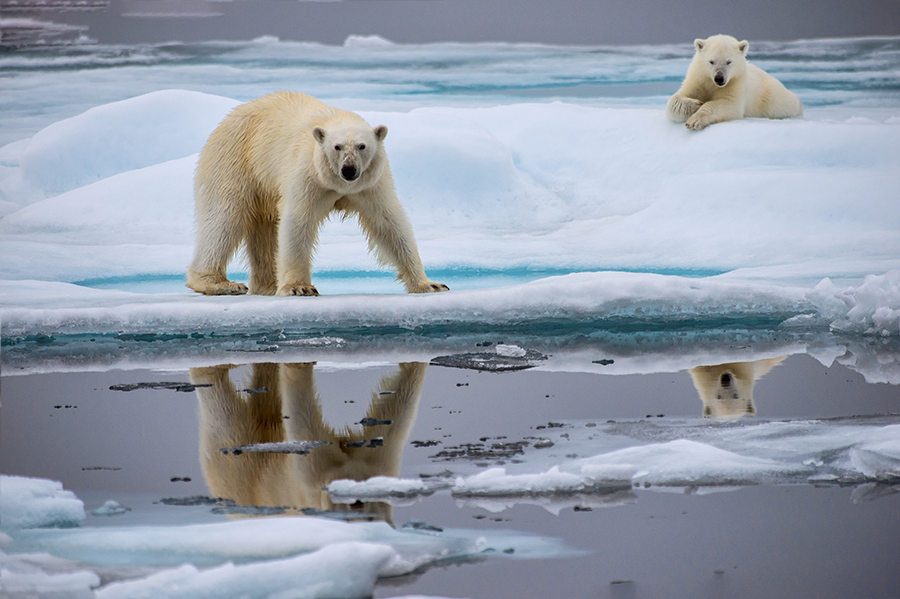 climate change polar bear