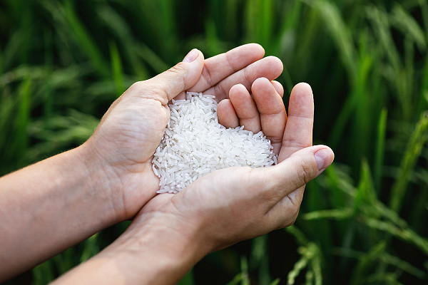 someone holding a handful of rice